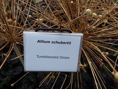 Allium schubertii