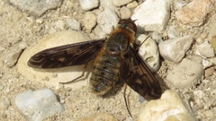 Poecilanthrax alcyon