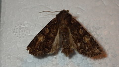 Apamea rubrirena