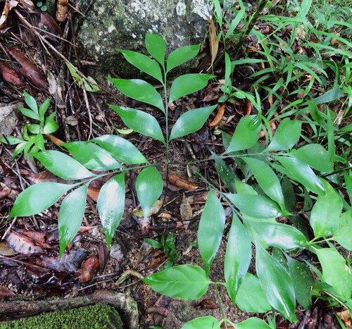 Image of Bowenia spectabilis by (c) Annika Lindqvist, some rights reserved (CC BY)