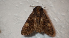 Apamea rubrirena