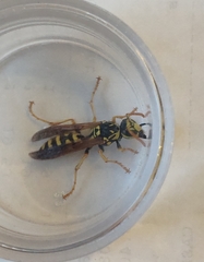 Polistes bucharensis