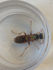 Polistes bucharensis