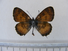 Uranothauma falkensteinii