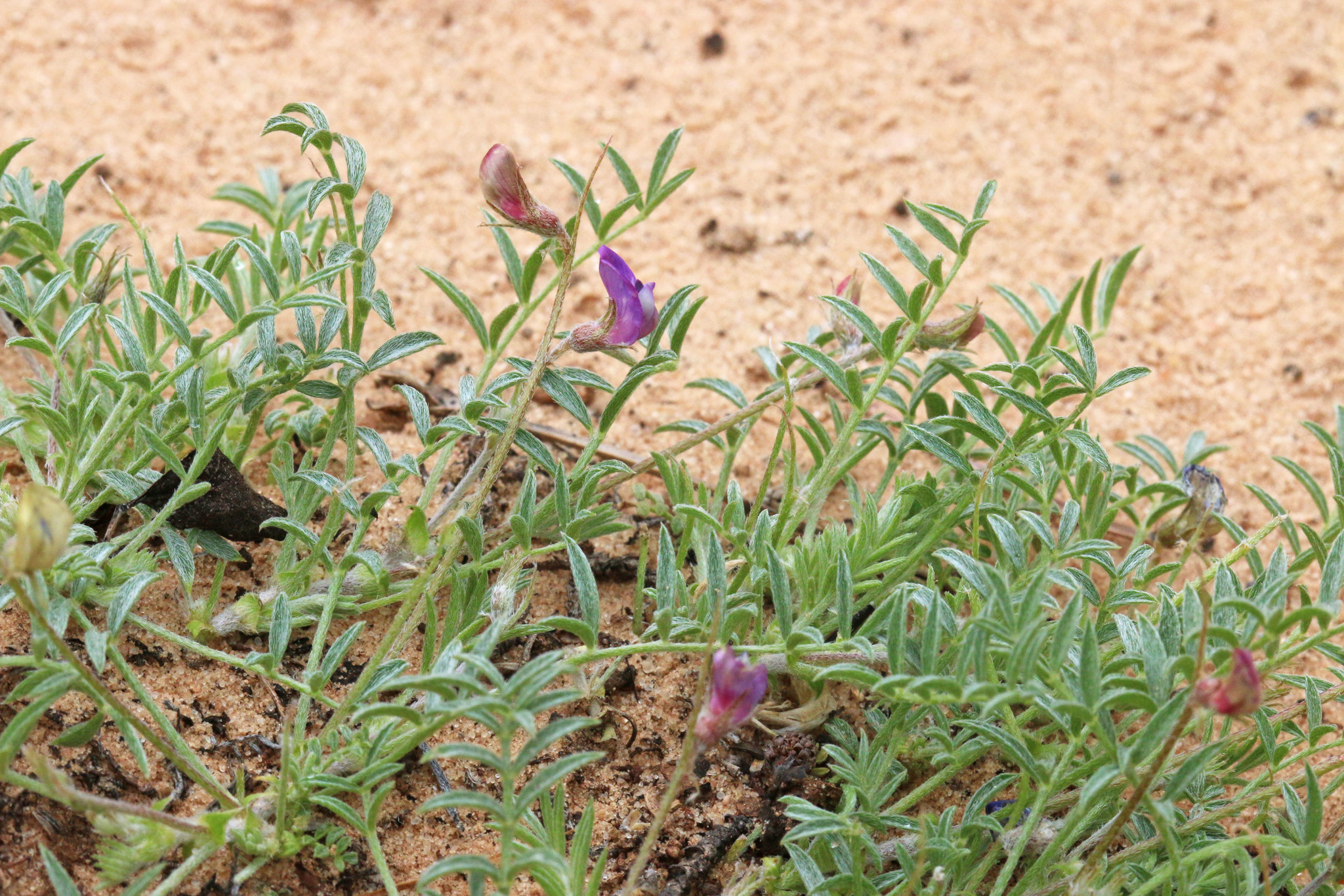 Astragalus sesquiflorus