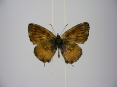 Uranothauma falkensteinii