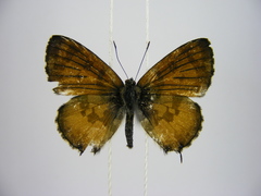Uranothauma falkensteinii