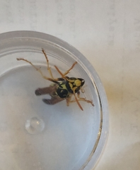 Polistes bucharensis