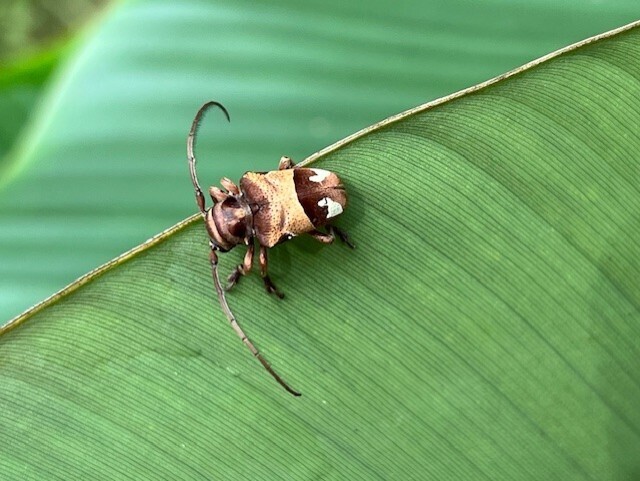 Compsosoma v-notatum