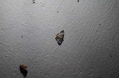 Opisthoxia miletia