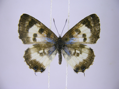 Uranothauma falkensteinii