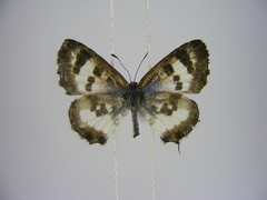 Uranothauma falkensteinii