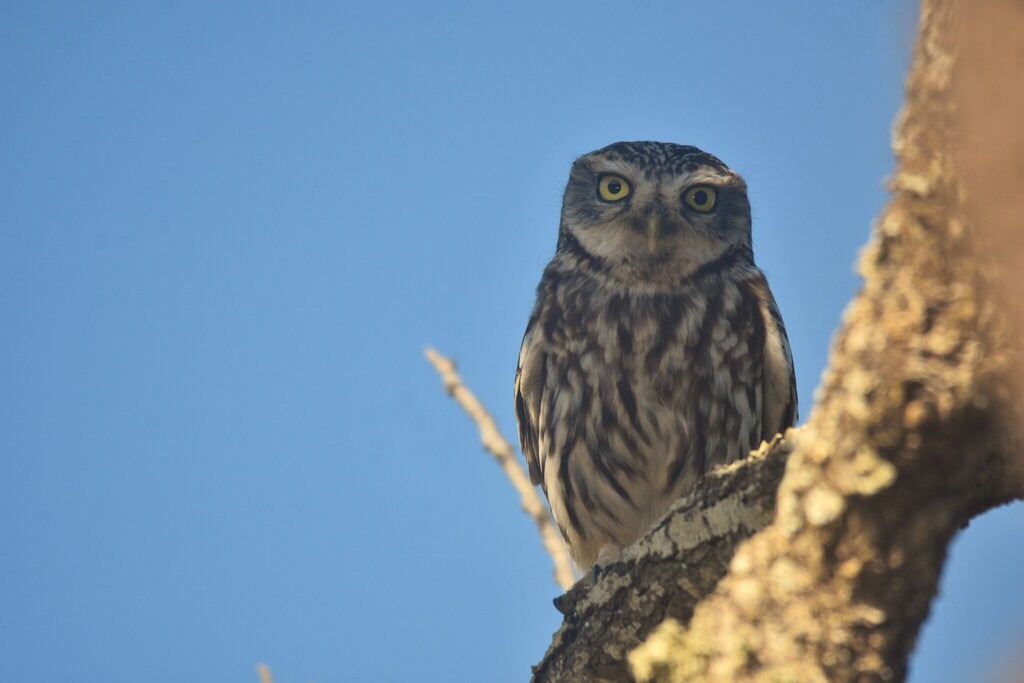 금눈쇠올빼미 from 8365 Pêra, Portugal on 2025년 04월 23일... 오후 by Luis Santos · iNaturalist 금눈쇠올빼미 (Athene noctua)