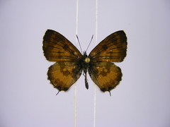 Uranothauma falkensteinii