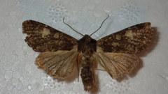 Apamea rubrirena