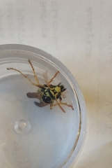 Polistes bucharensis