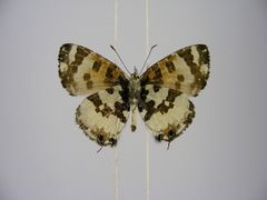 Uranothauma falkensteinii