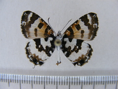 Uranothauma falkensteinii