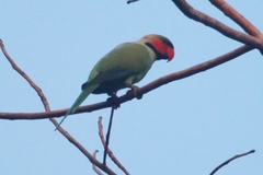 Psittacula longicauda tytleri