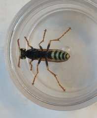 Polistes bucharensis