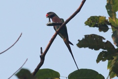 Psittacula alexandri abbotti