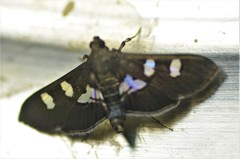Desmia funeralis