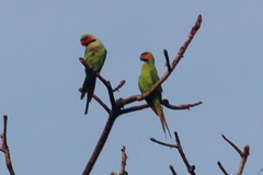 Psittacula longicauda tytleri