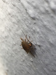 Ectobius pallidus