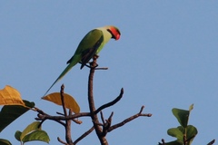 Psittacula longicauda tytleri