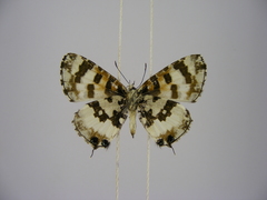 Uranothauma falkensteinii