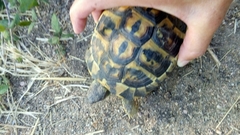 Testudo hermanni hermanni