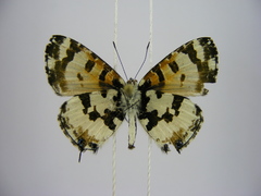 Uranothauma falkensteinii