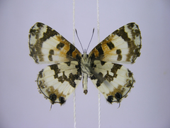 Uranothauma falkensteinii