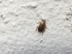 Ectobius pallidus