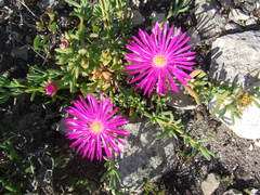 Lampranthus vernalis