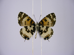 Uranothauma falkensteinii