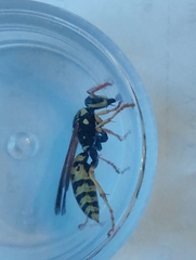 Polistes bucharensis