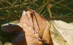 Odonata