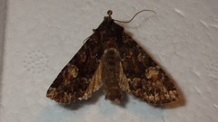 Apamea rubrirena