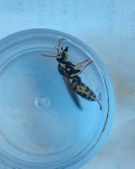 Polistes bucharensis