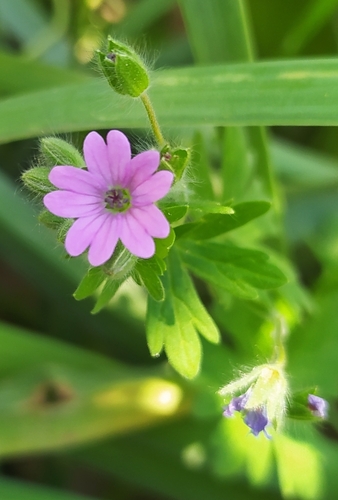 Dove's-foot crane's-bill