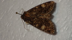 Apamea rubrirena
