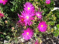Lampranthus vernalis