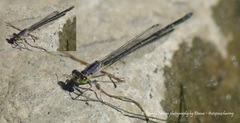 Odonata