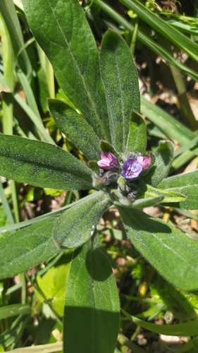 blue hound's-tongue