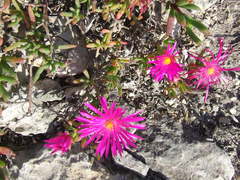 Lampranthus vernalis