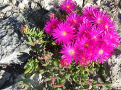 Lampranthus vernalis