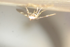 Desmia funeralis