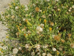 Heterotheca oregona