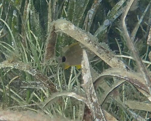 Diplodus annularis